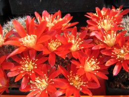 Rebutia deminuta